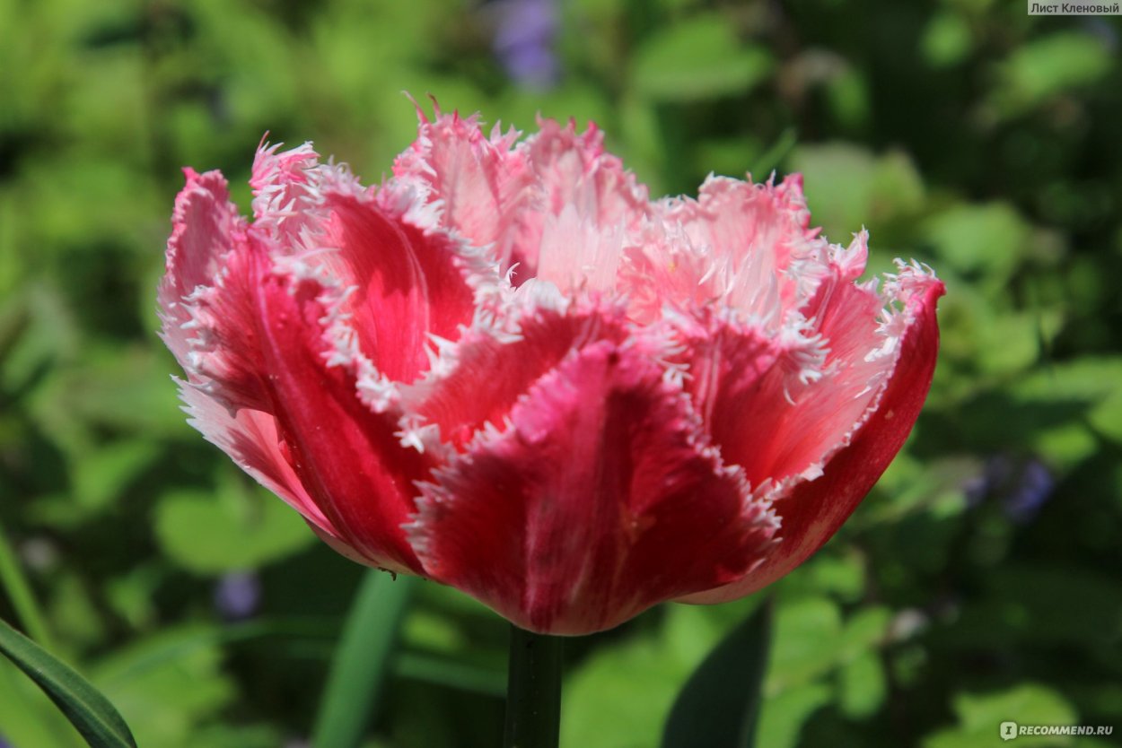 Тюльпан бахромчатый аркада