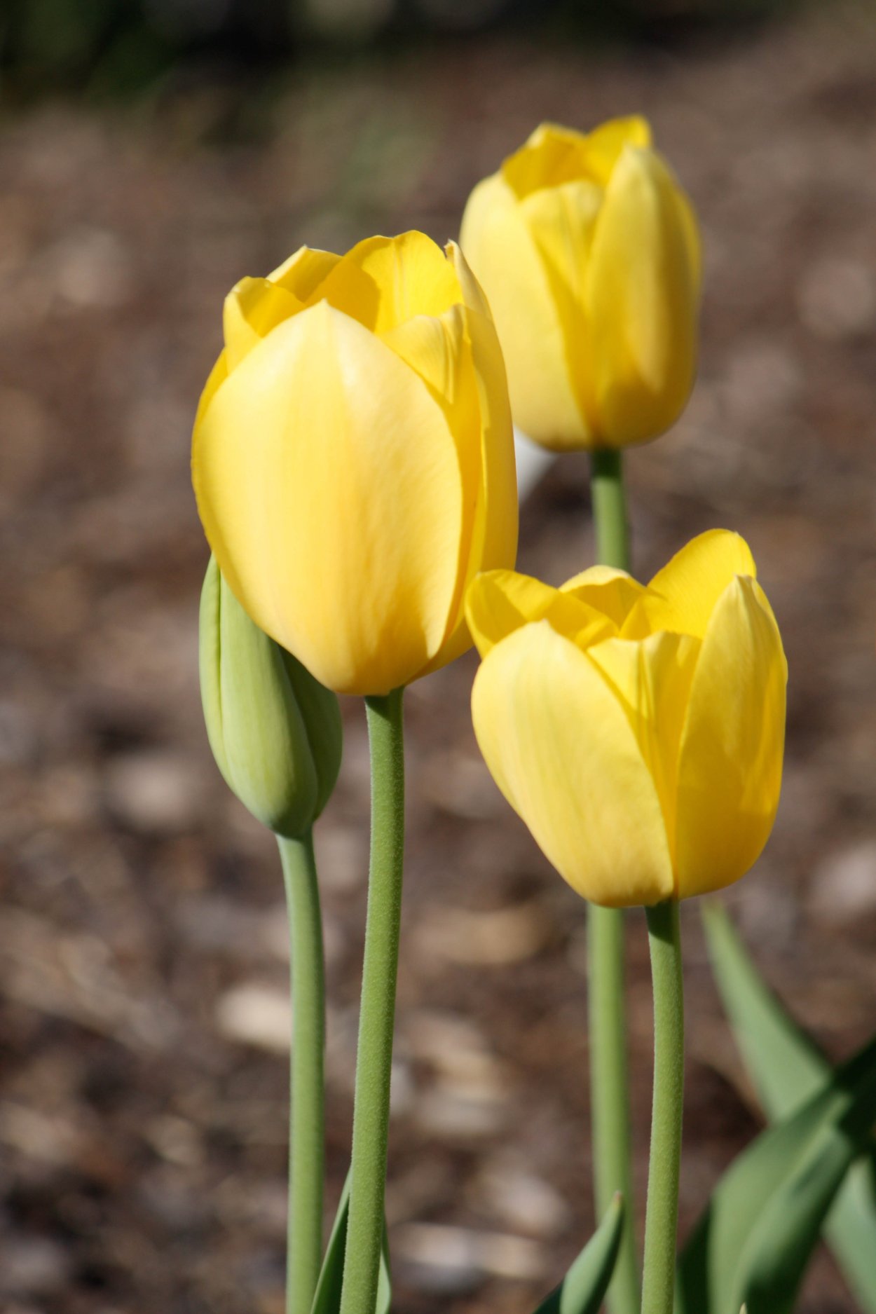 Тюльпан Йеллоу Фабио