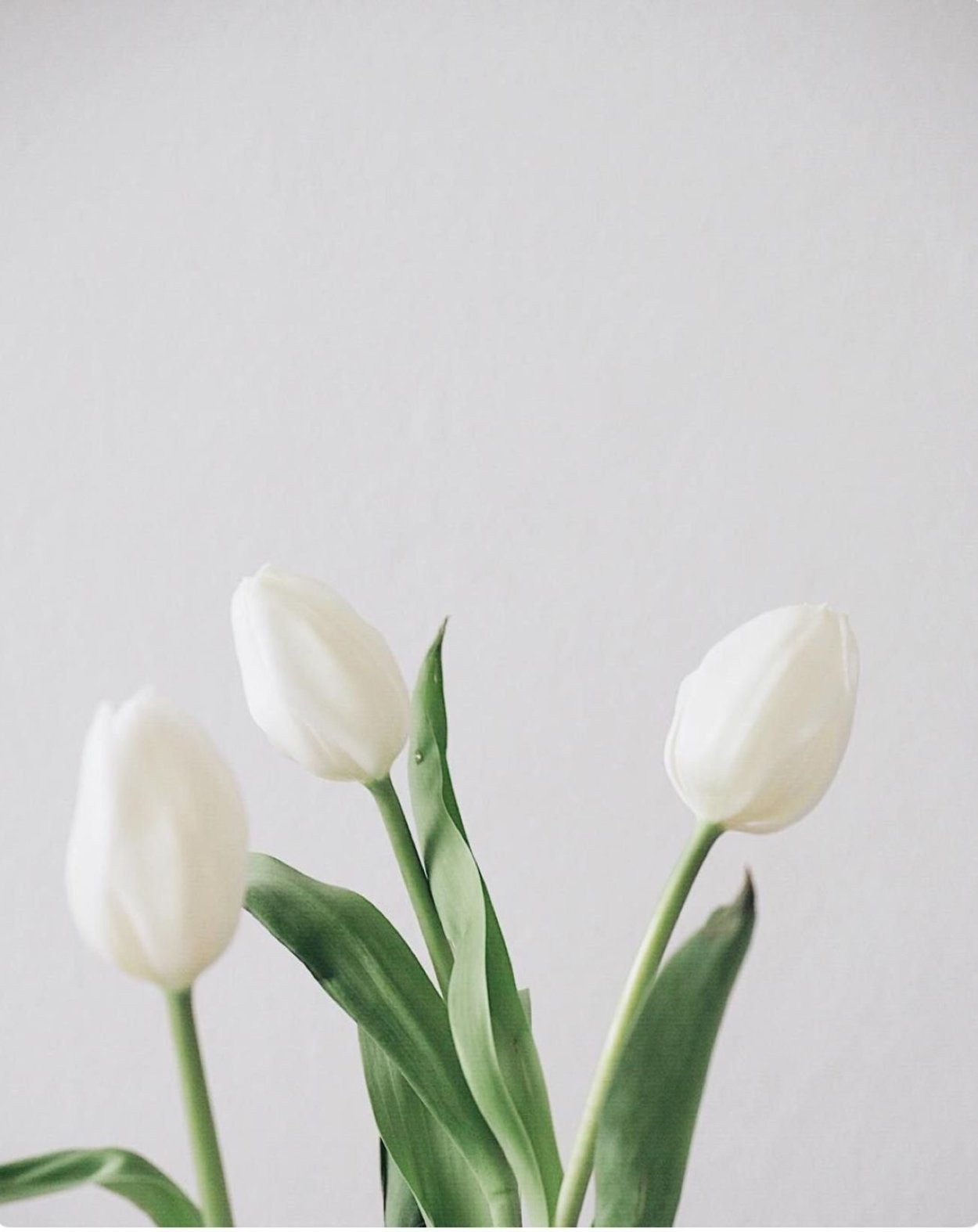 Тюльпан Palmira