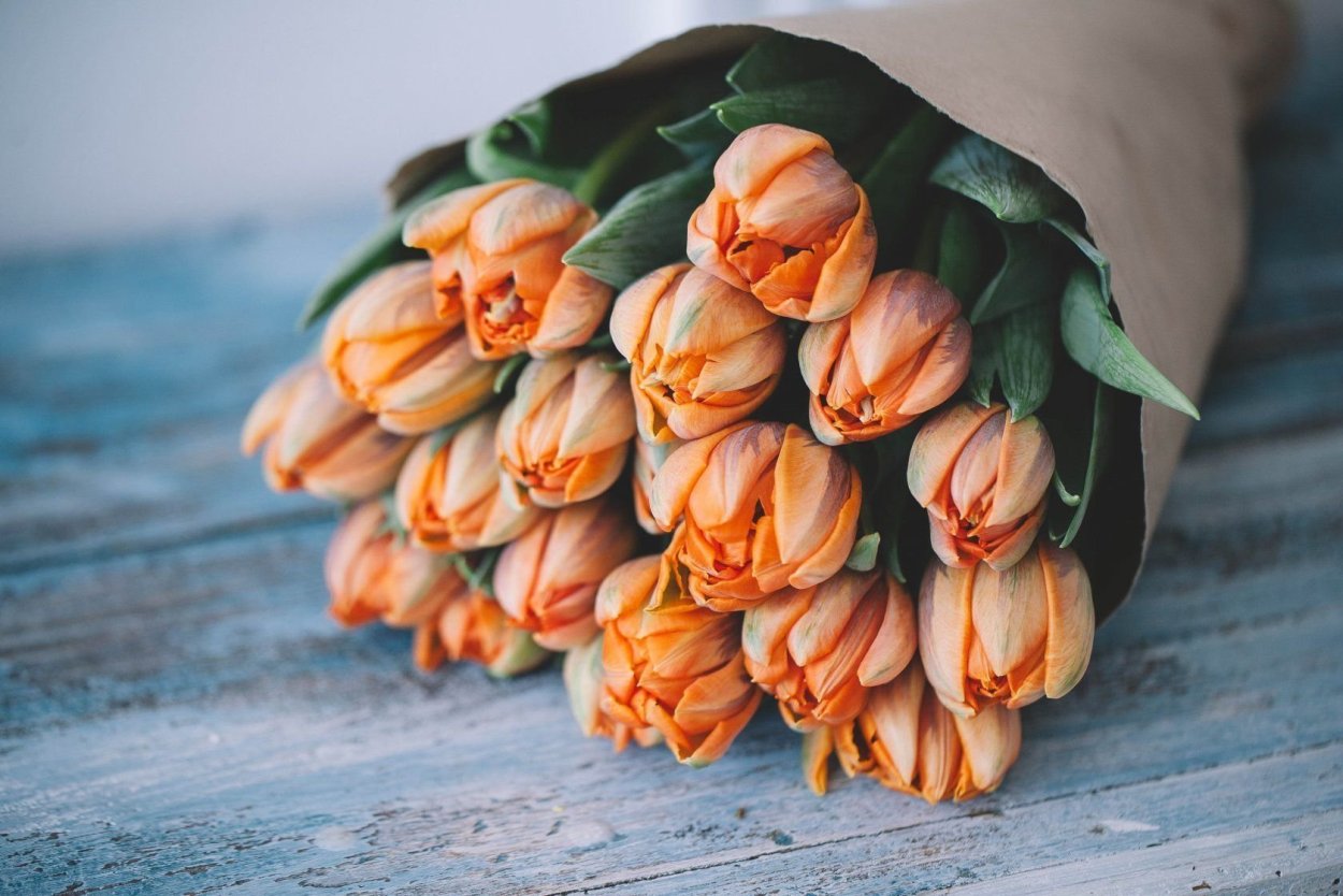 Тюльпан трипл а