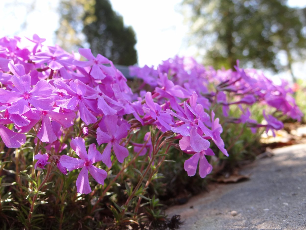 Флокс дернистый