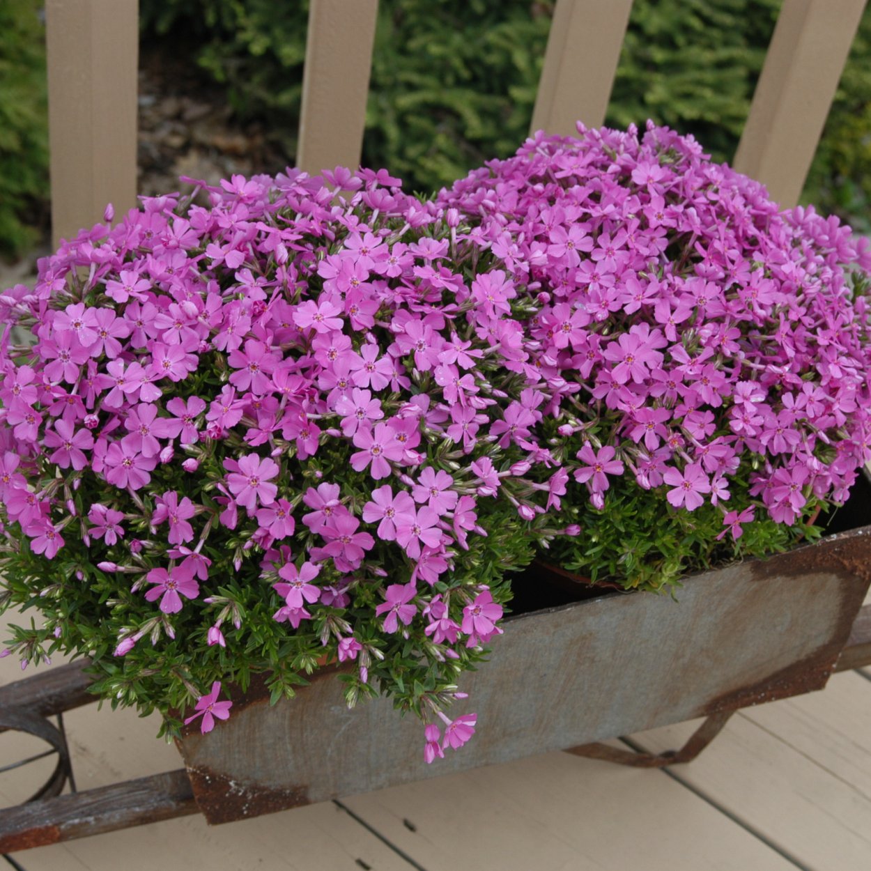 Флокс шиловидный Эмеральд Пинк