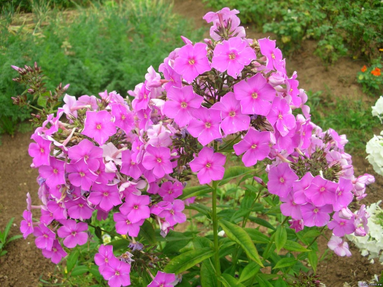 Низкорослые Флоксы Банвиль