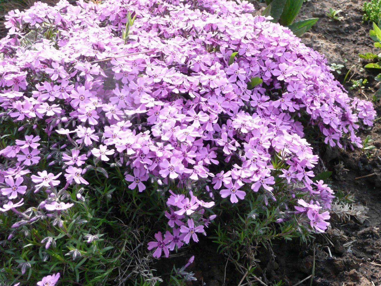 Флокс шиловидный низкорослый