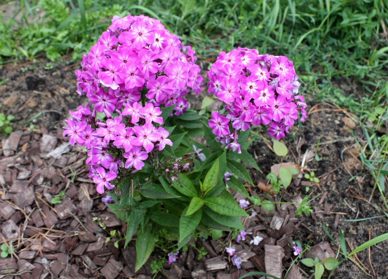 Флокс метельчатый 'early Purple Eye'