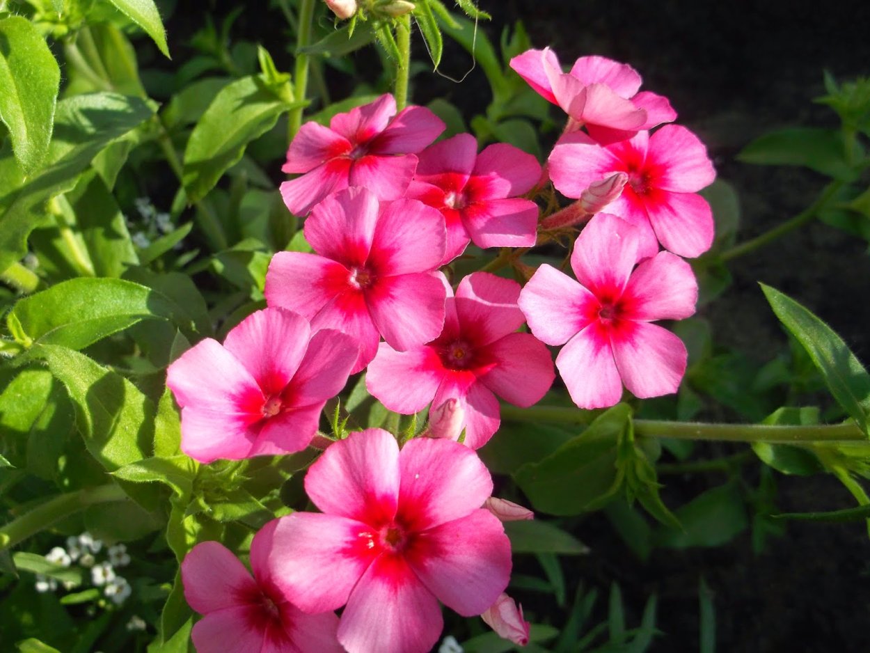 Флоксы однолетки