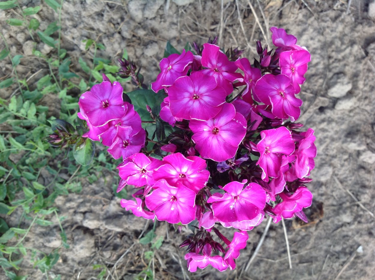 Флокс метельчатый Адинда