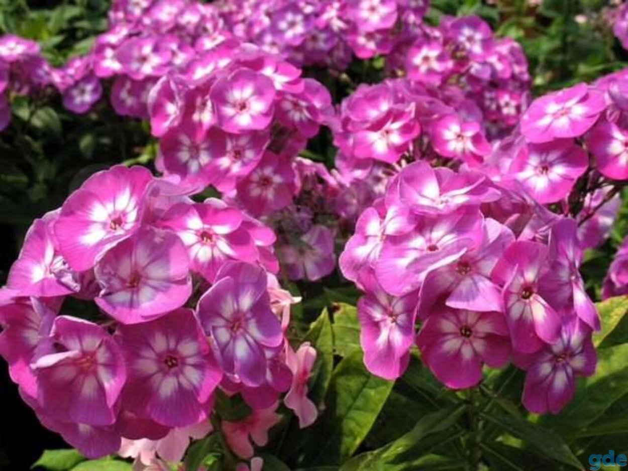 Флокс метельчатый Лаура