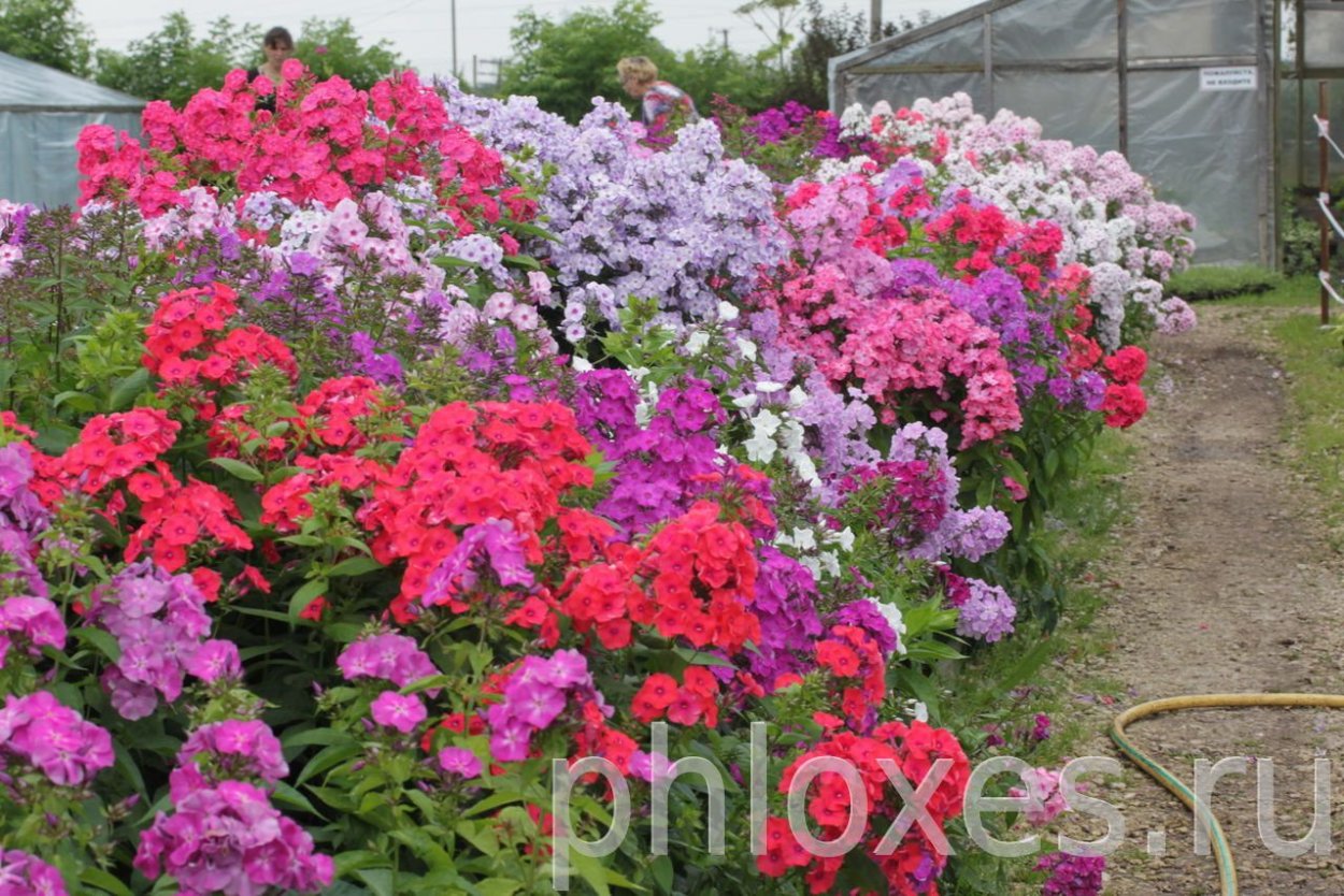 Флокс метельчатый на клумбе