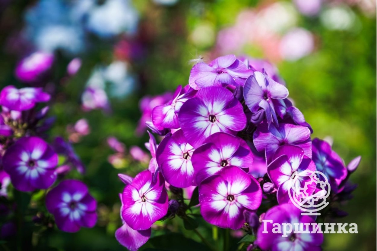 Флокс метельчатый 'uspech'