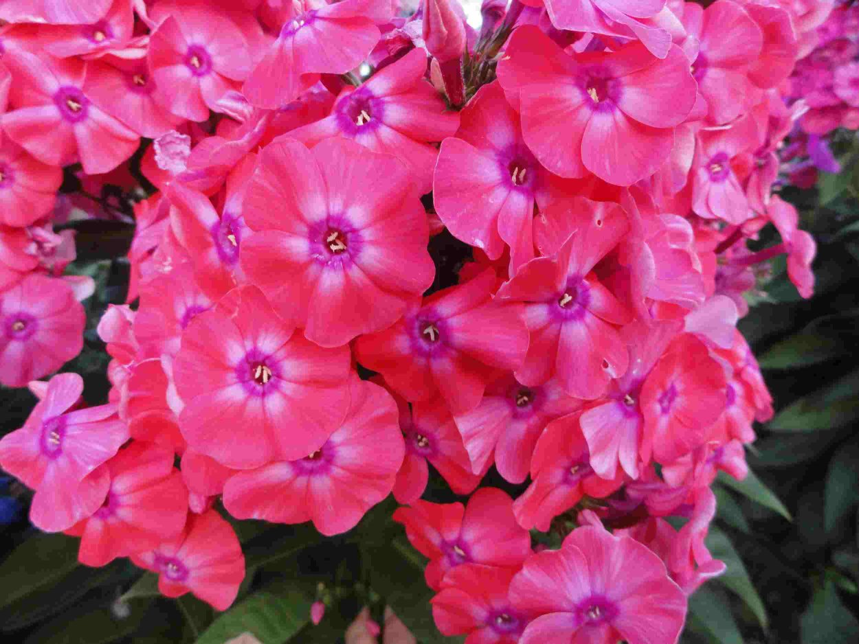 Флокс метельчатый Мария