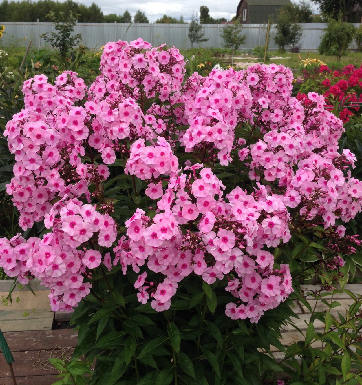 Флокс метельчатый Квазимодо