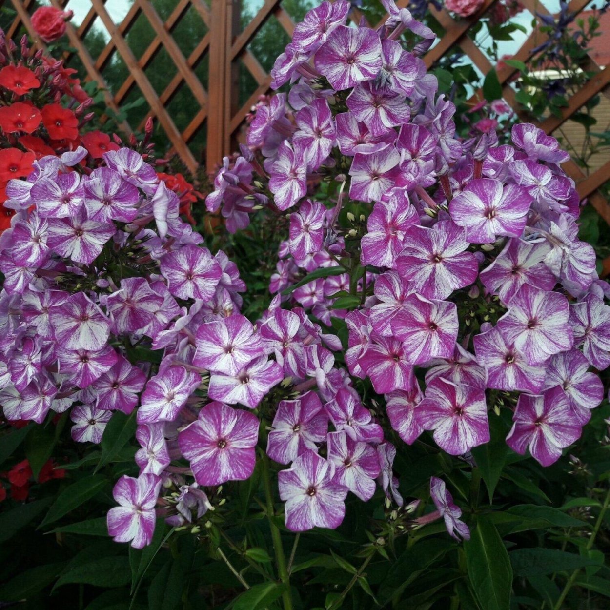 Флокс Пурпл Шейдс