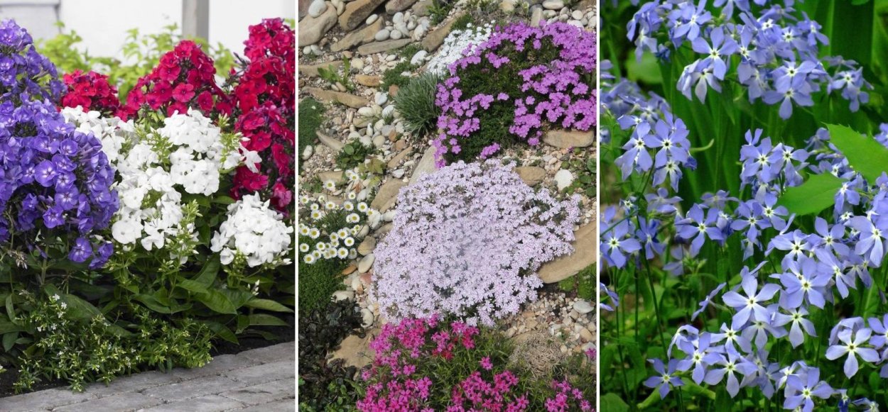 Флоксы ранние многолетние