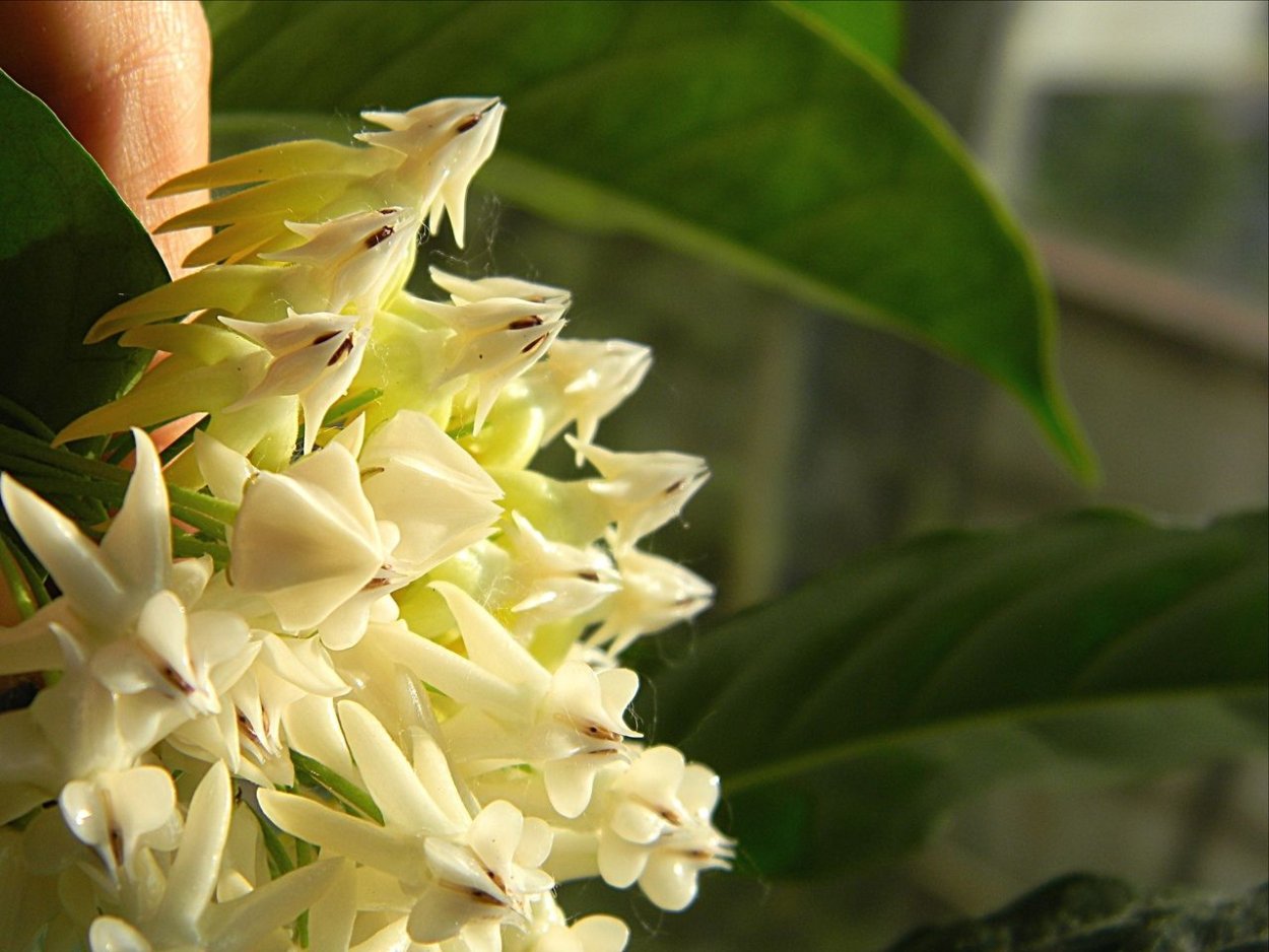 Хойя Hoya lockii