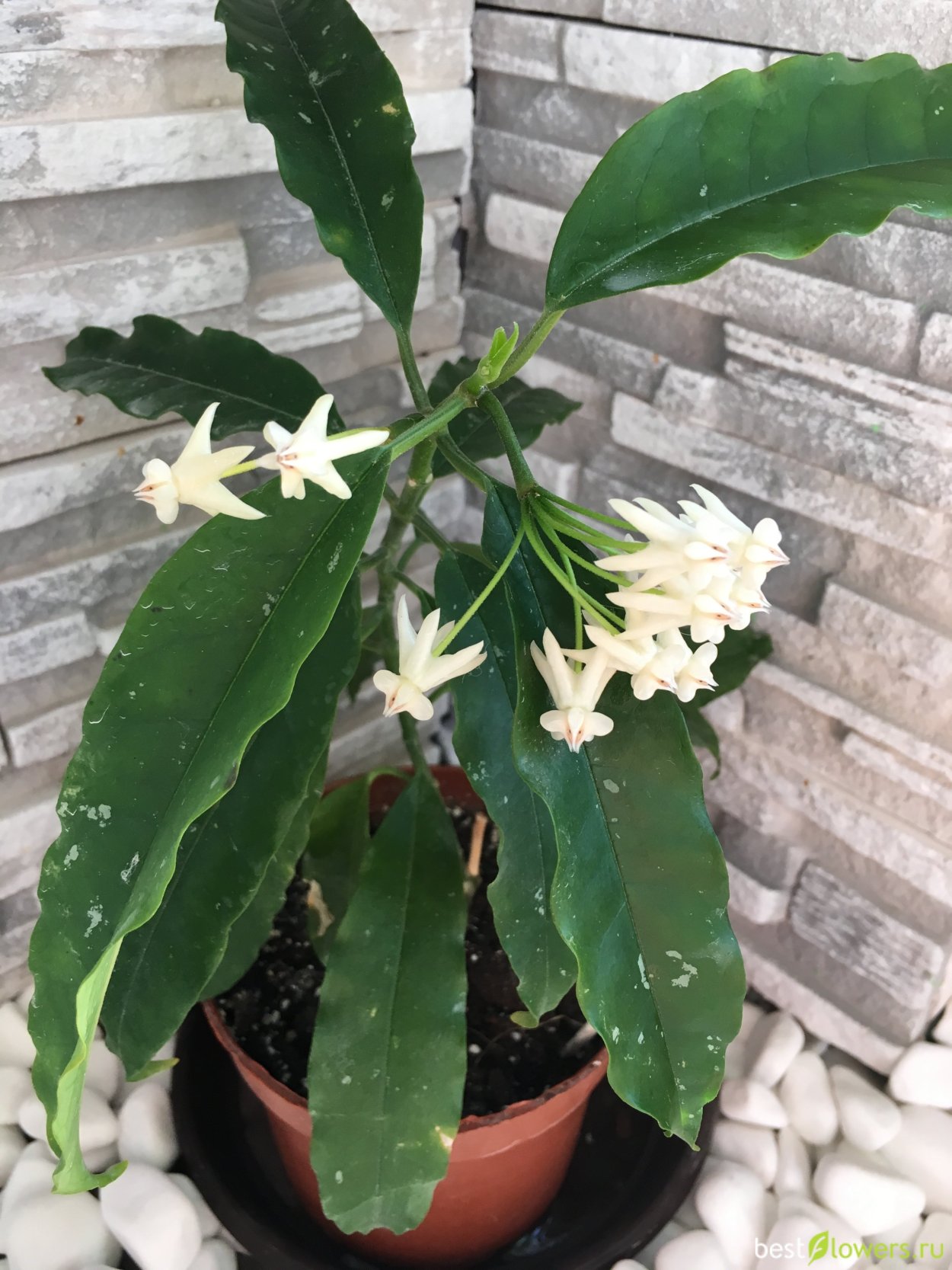 Локки растение