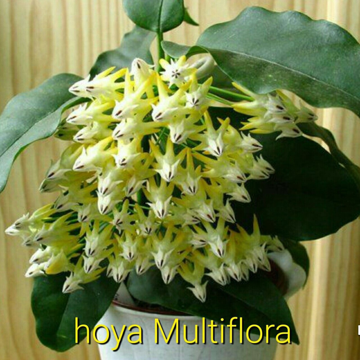 Хойя мультифлора вариегатная