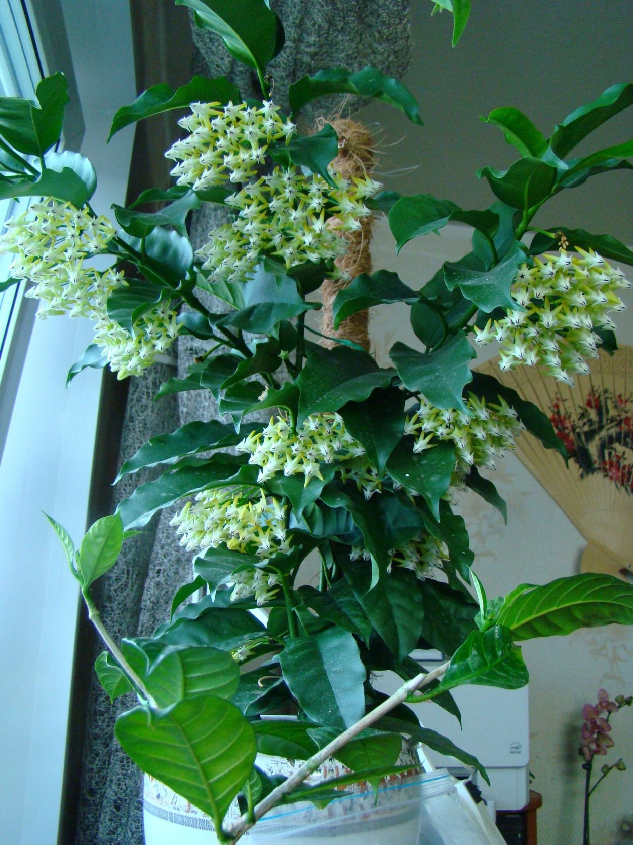 Хойя мультифлора Локки