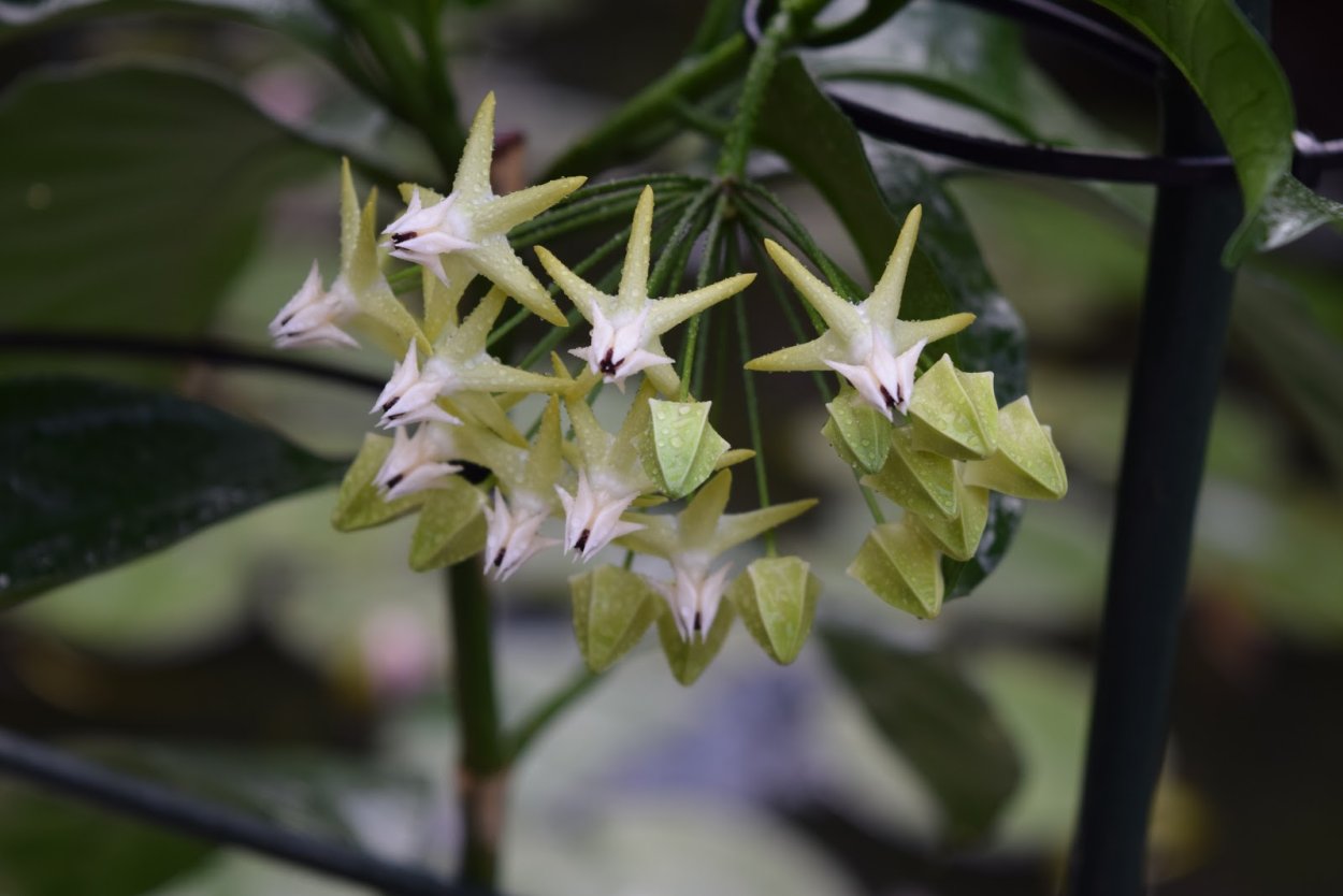 Хойя Локи и Хойя мультифлора