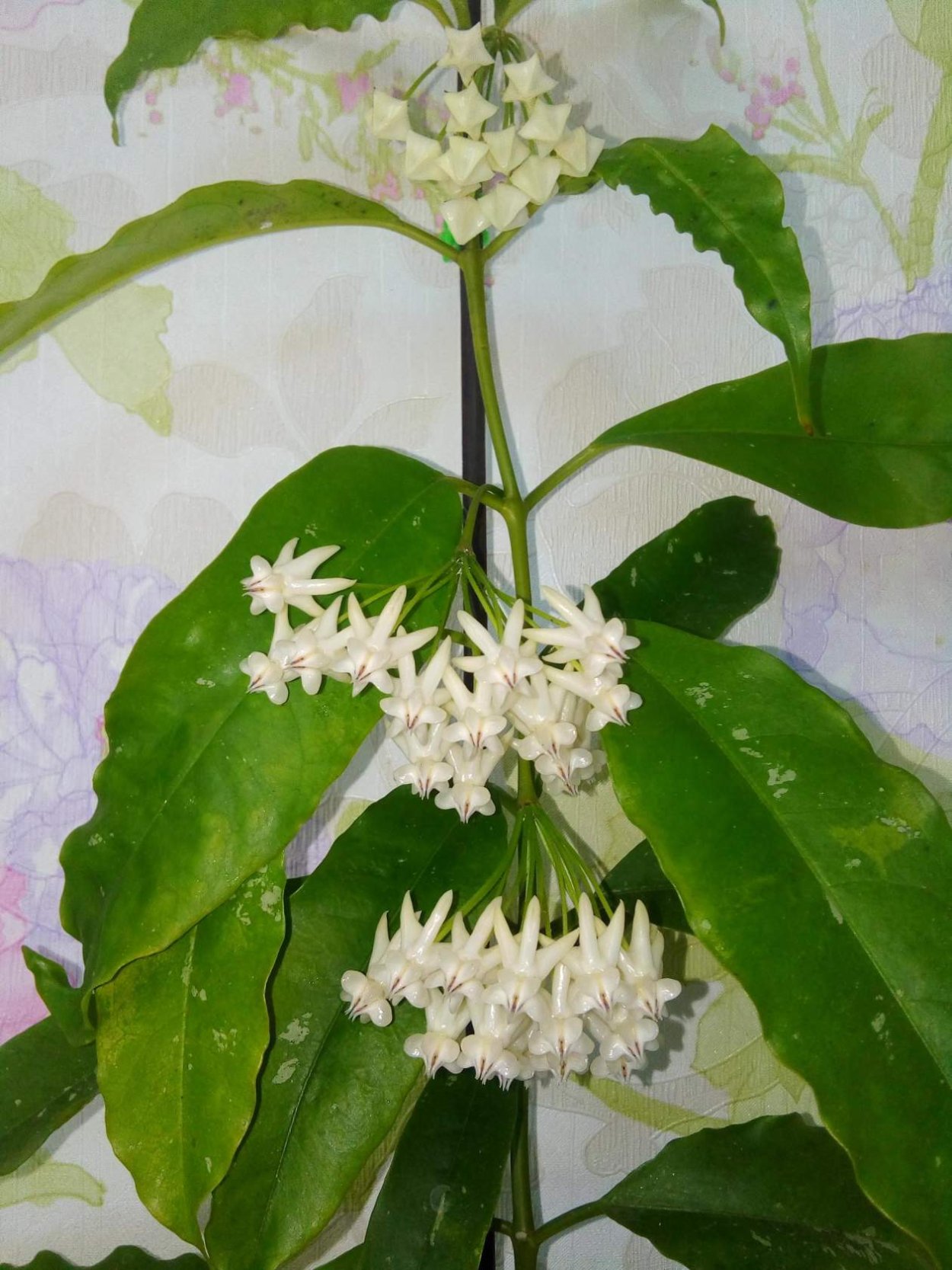 Хойя мультифлора Сплеш