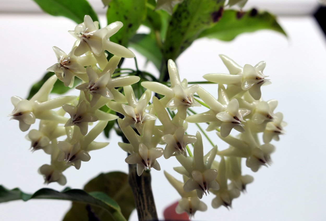 Хойя Локки цветет