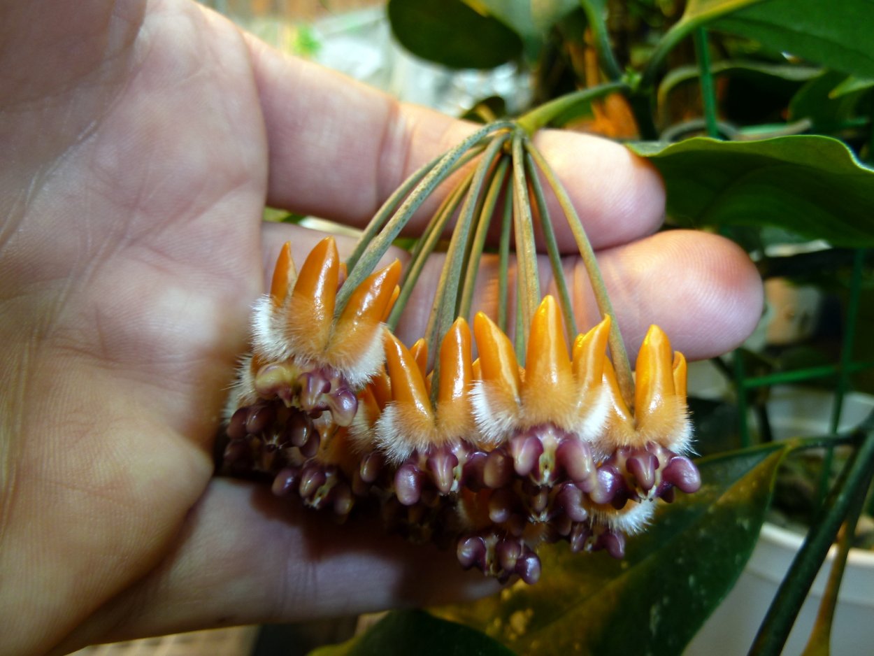 Hoya praetorii