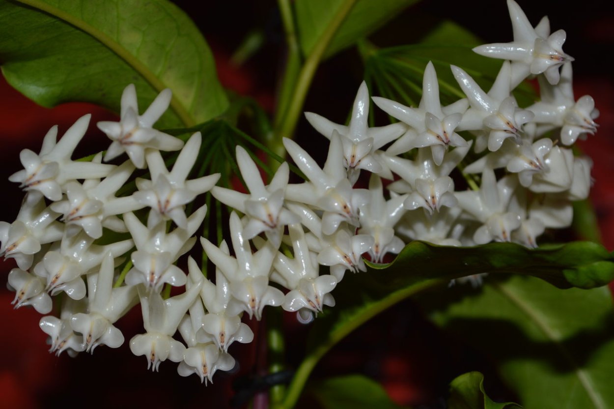 Хойя Локки фото