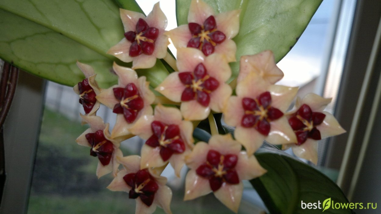 Hoya lobbii 'Orange'