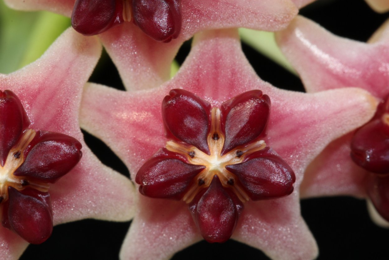 Хойя лобби Пинк