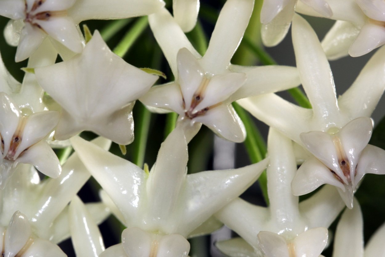 Хойя мультифлора Локки