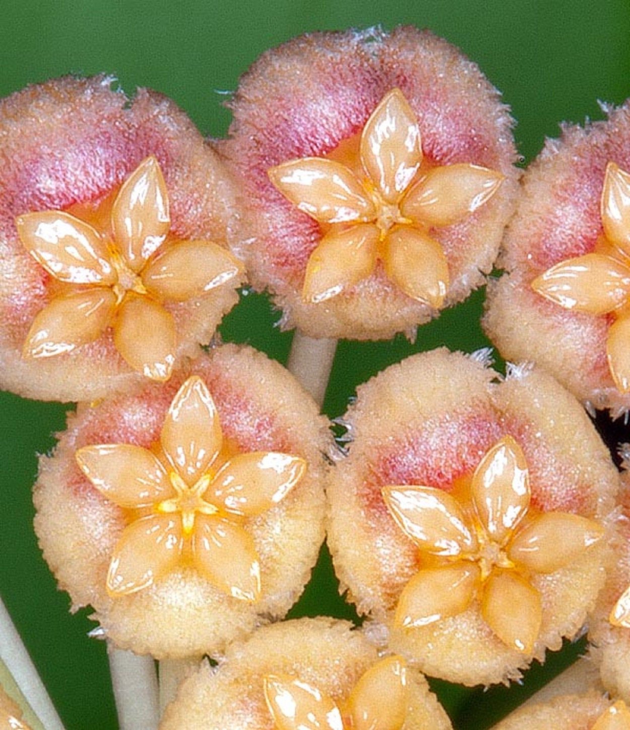 Хойя Hoya Obscura