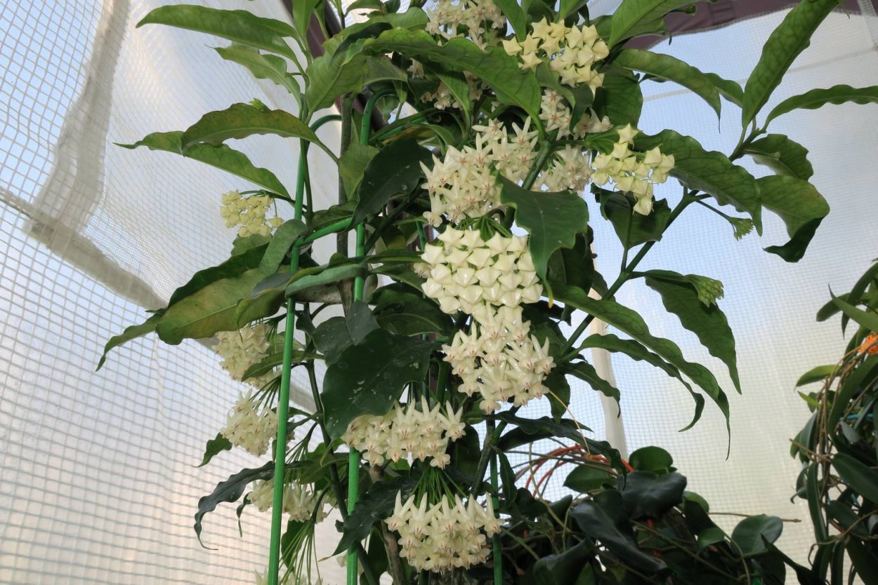 Хойя Hoya lockii