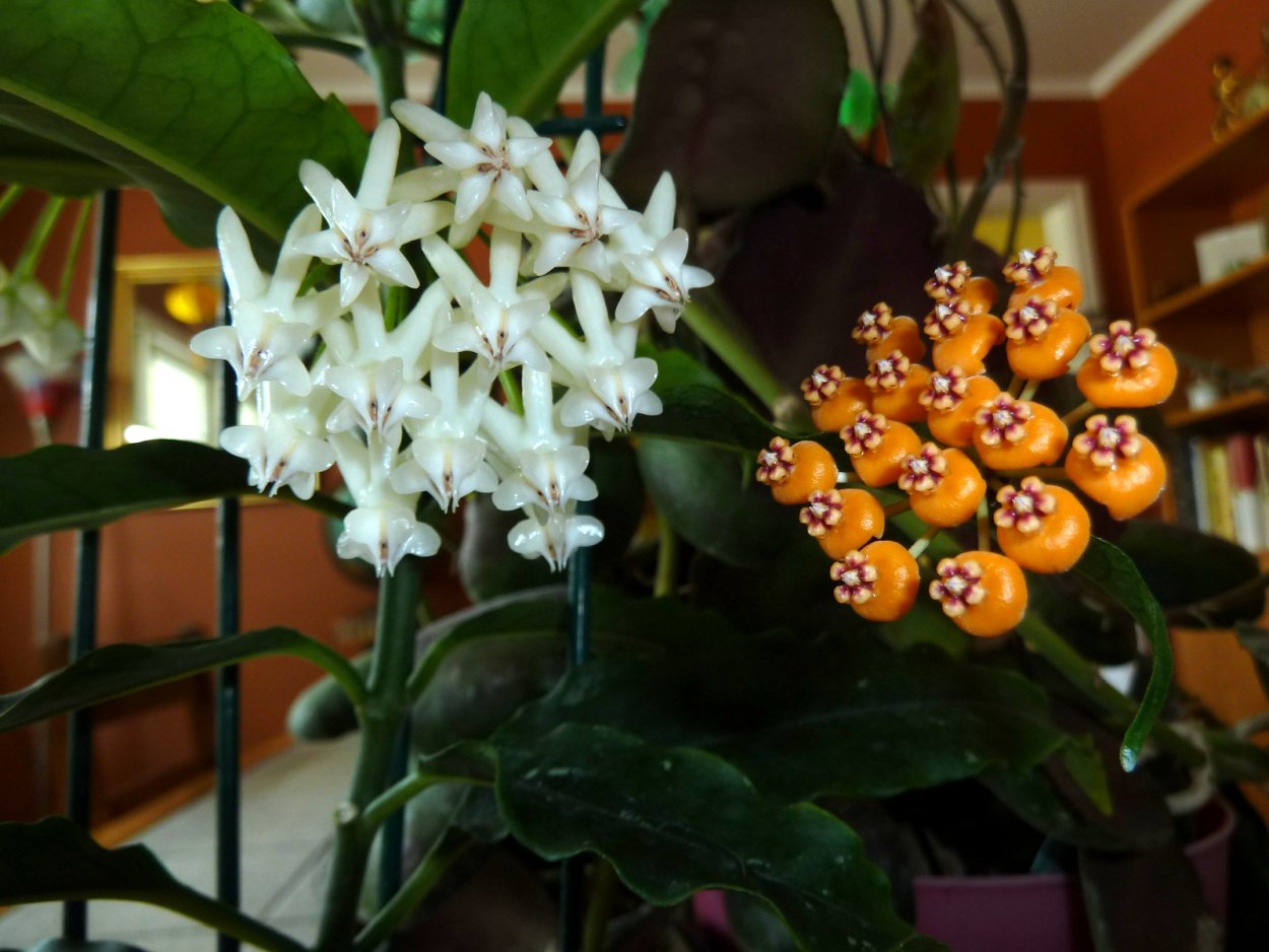 Сорт хойи имл