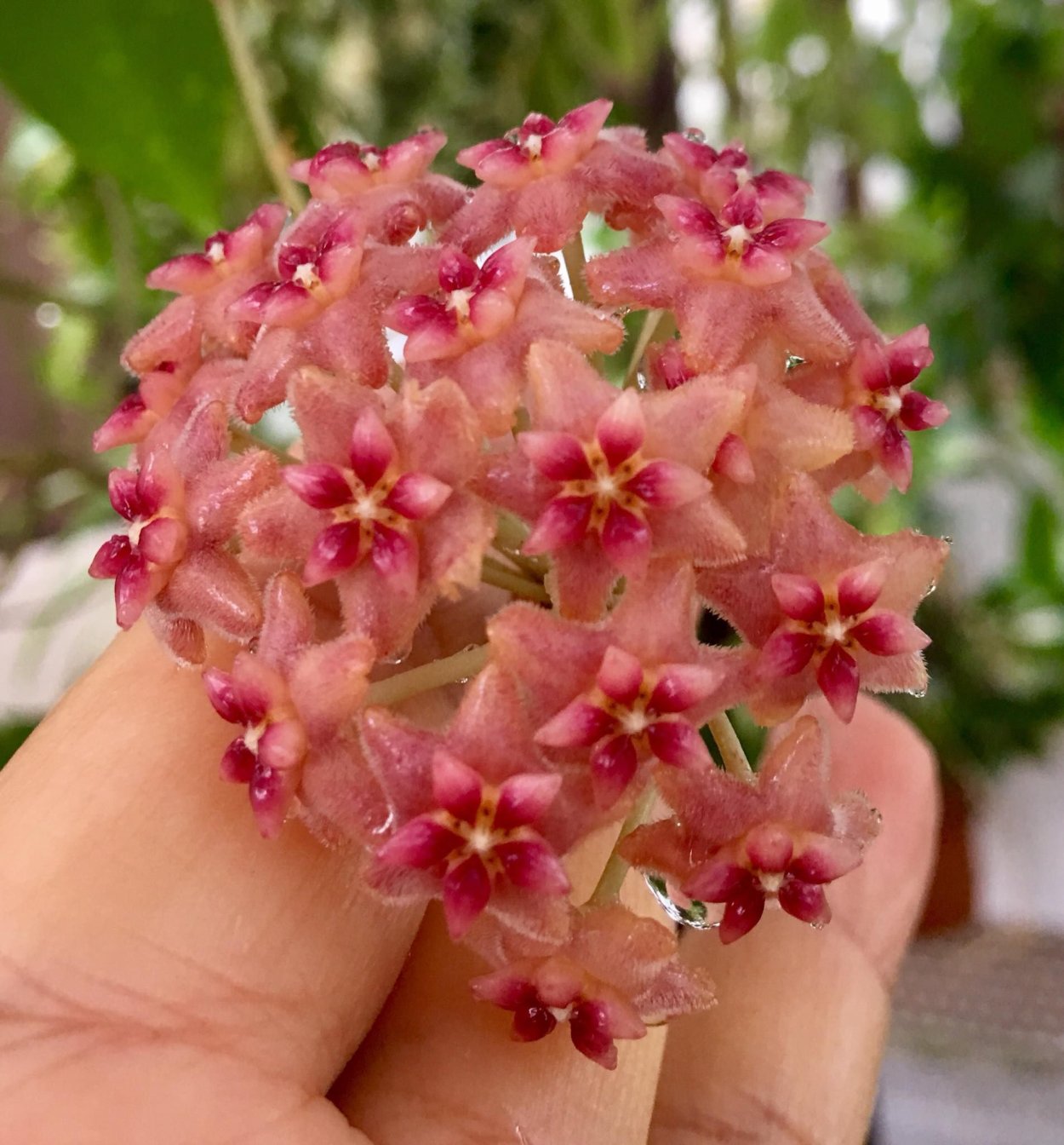 Хойя пачхаваралай