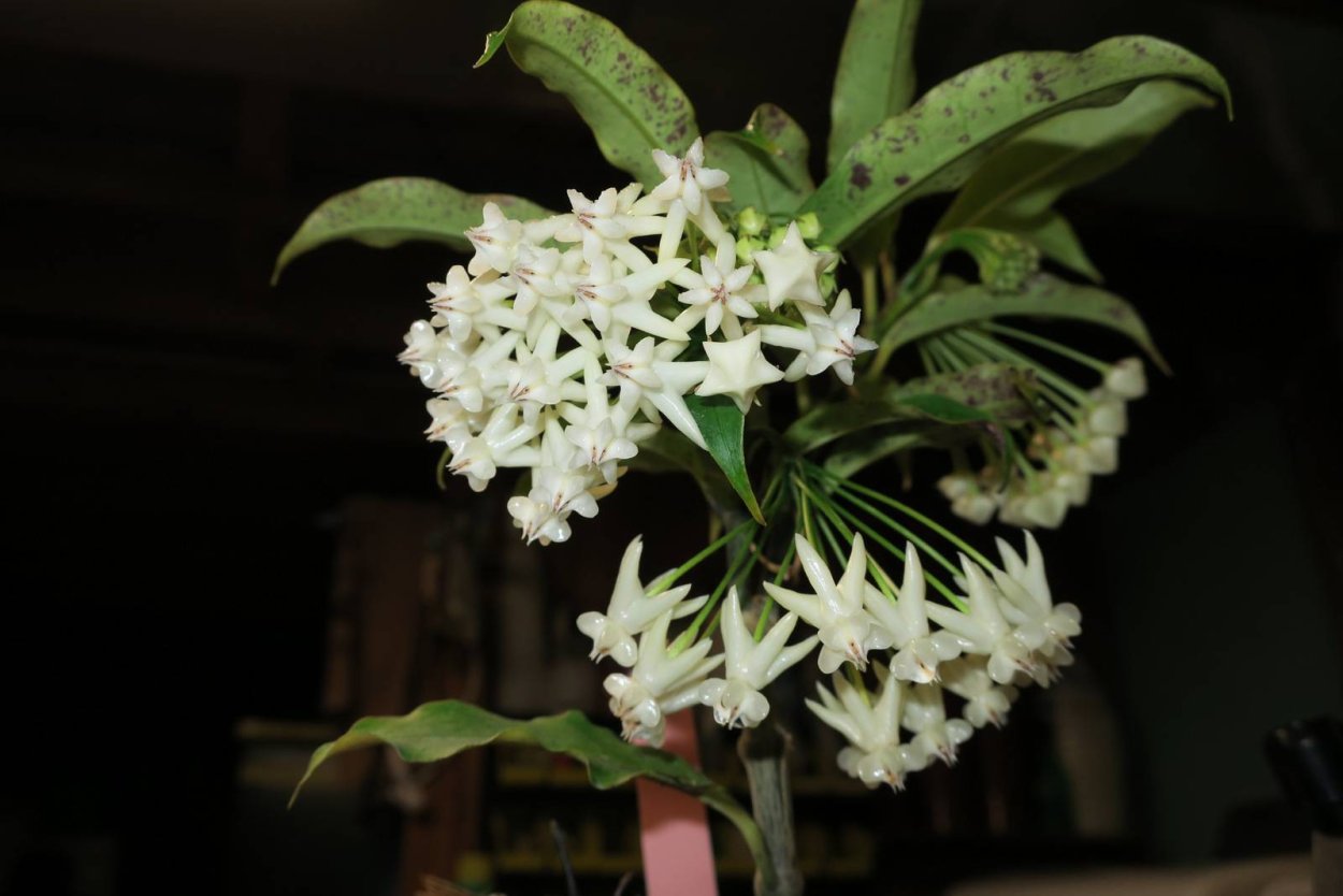 Хойя Hoya lockii