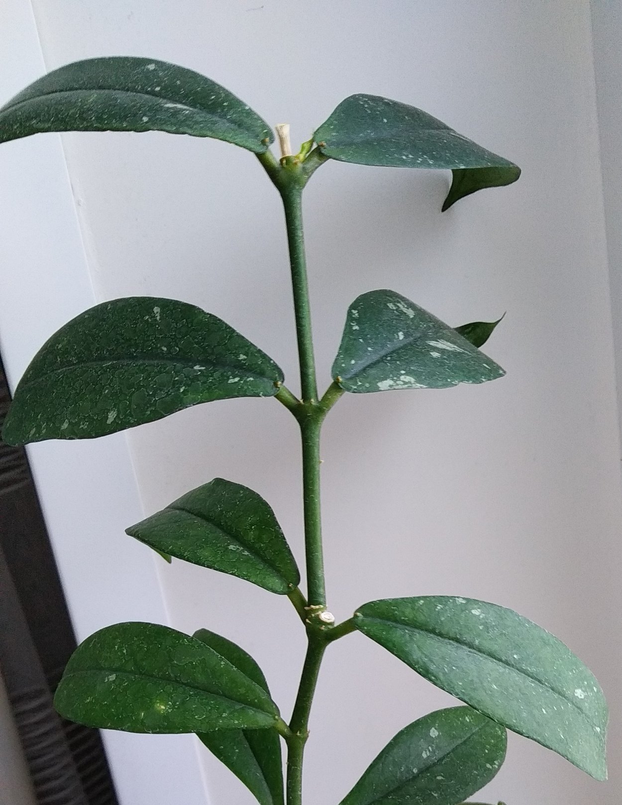 Хойя Локки цветение