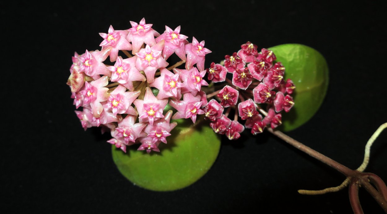 Хойя Sarawak gps10073 97002