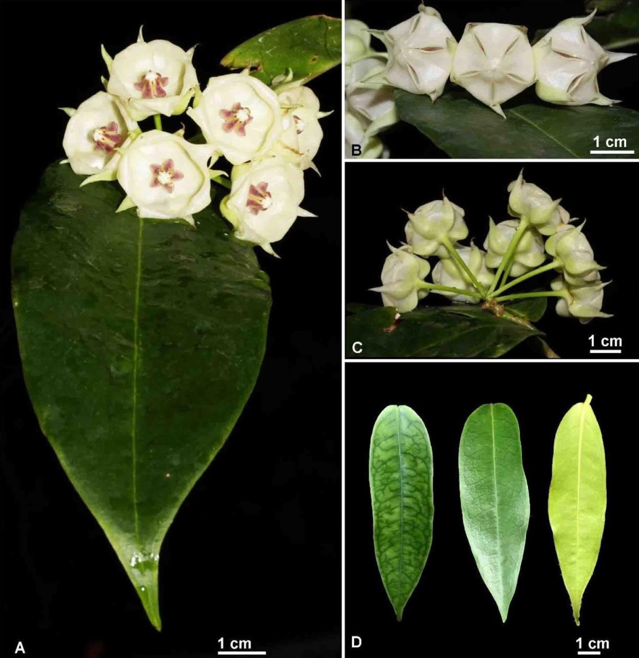 Хойя Hoya piestolepis