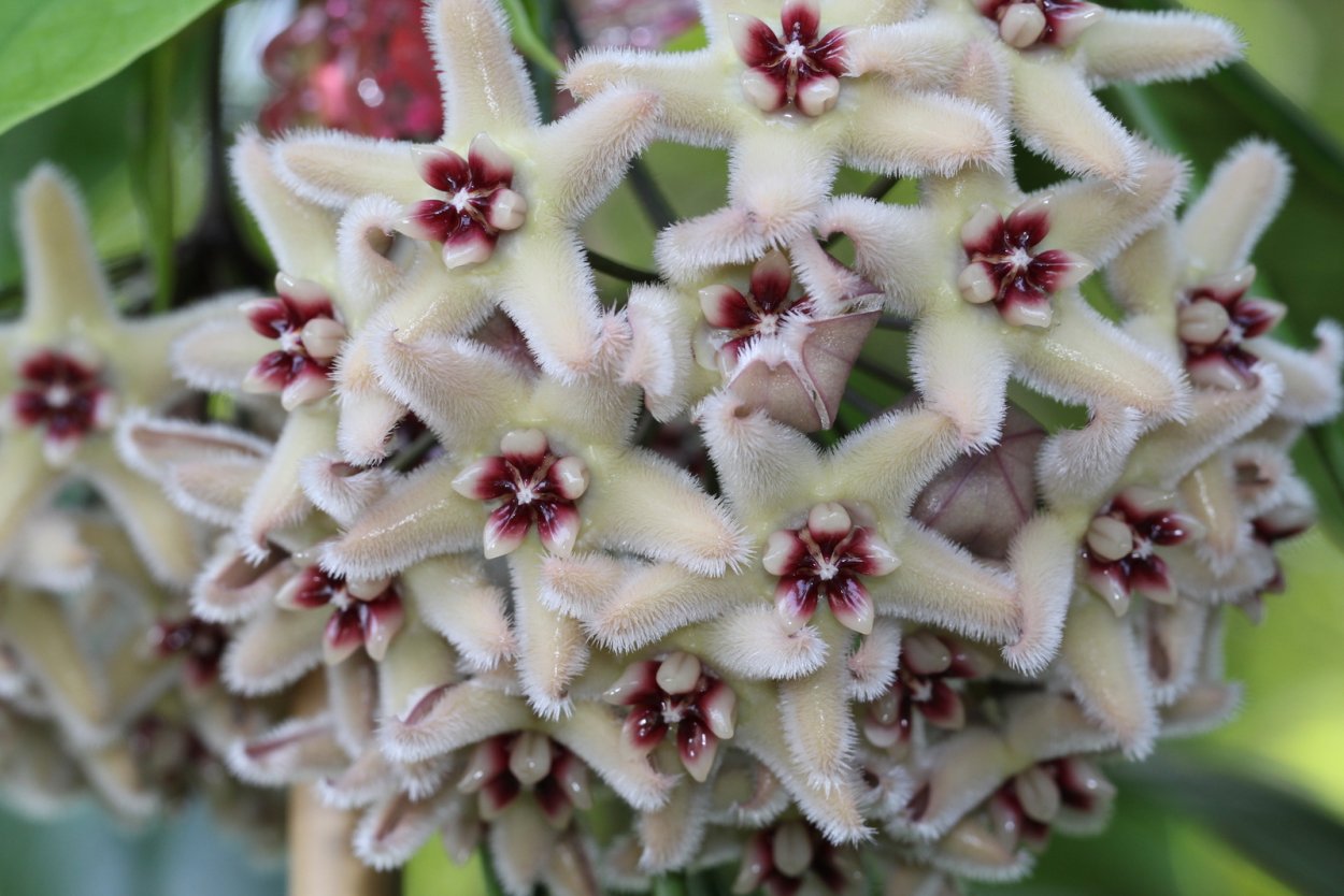 Хойя зеленоцветная