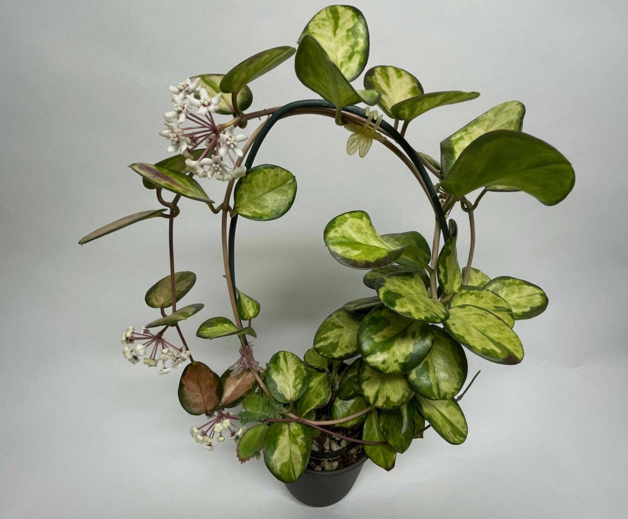 Хойя Аустралис Лиза