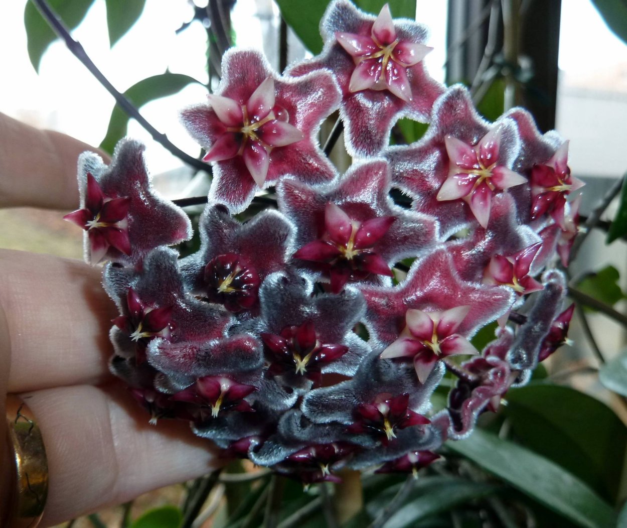 Цветок Хойя сорта