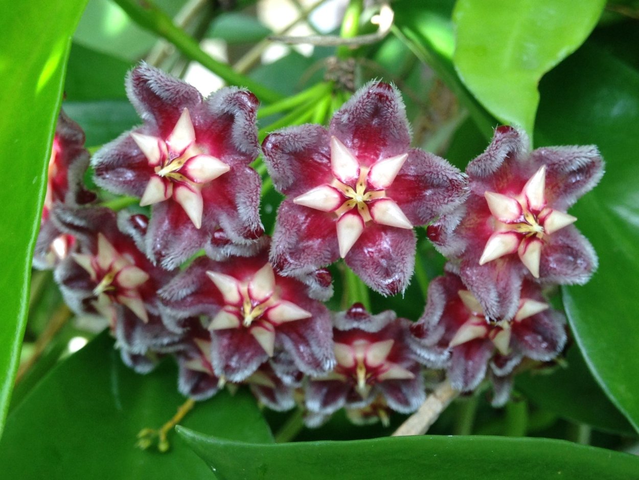Hoya SP HSI 037