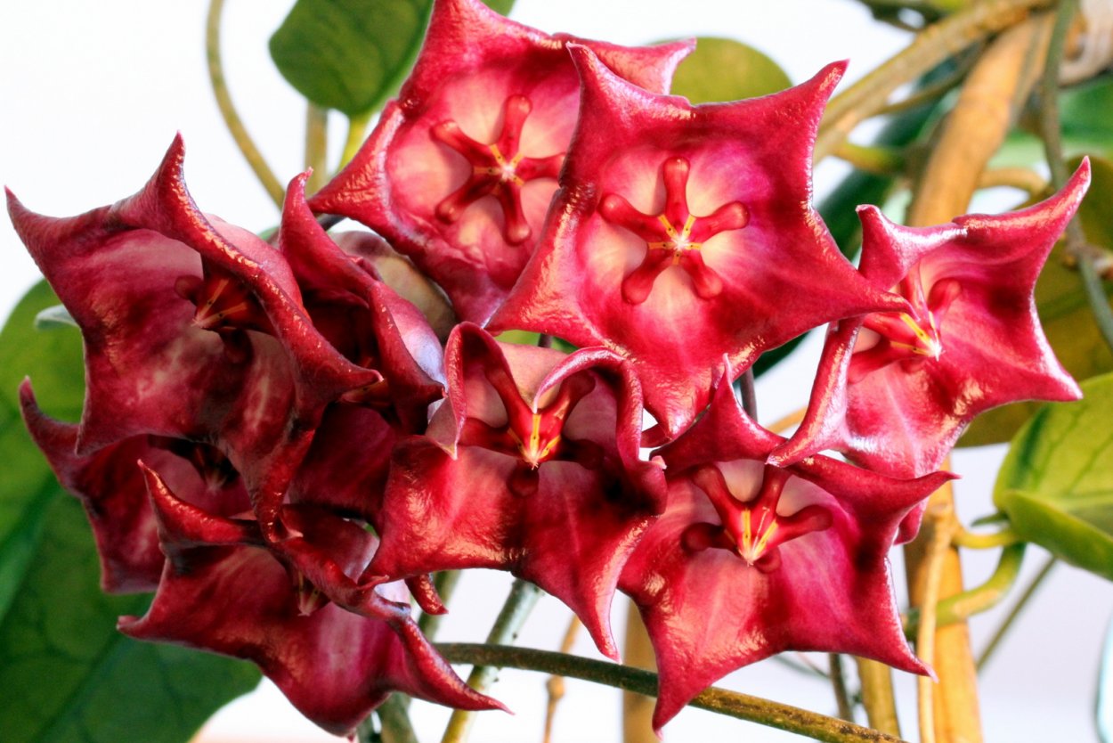 Hoya Imperialis Bloom