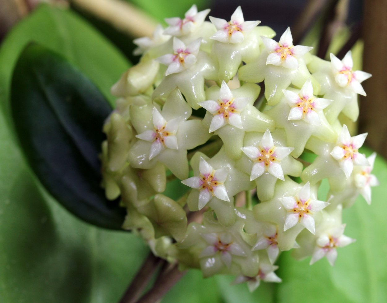 Цветок Хойя