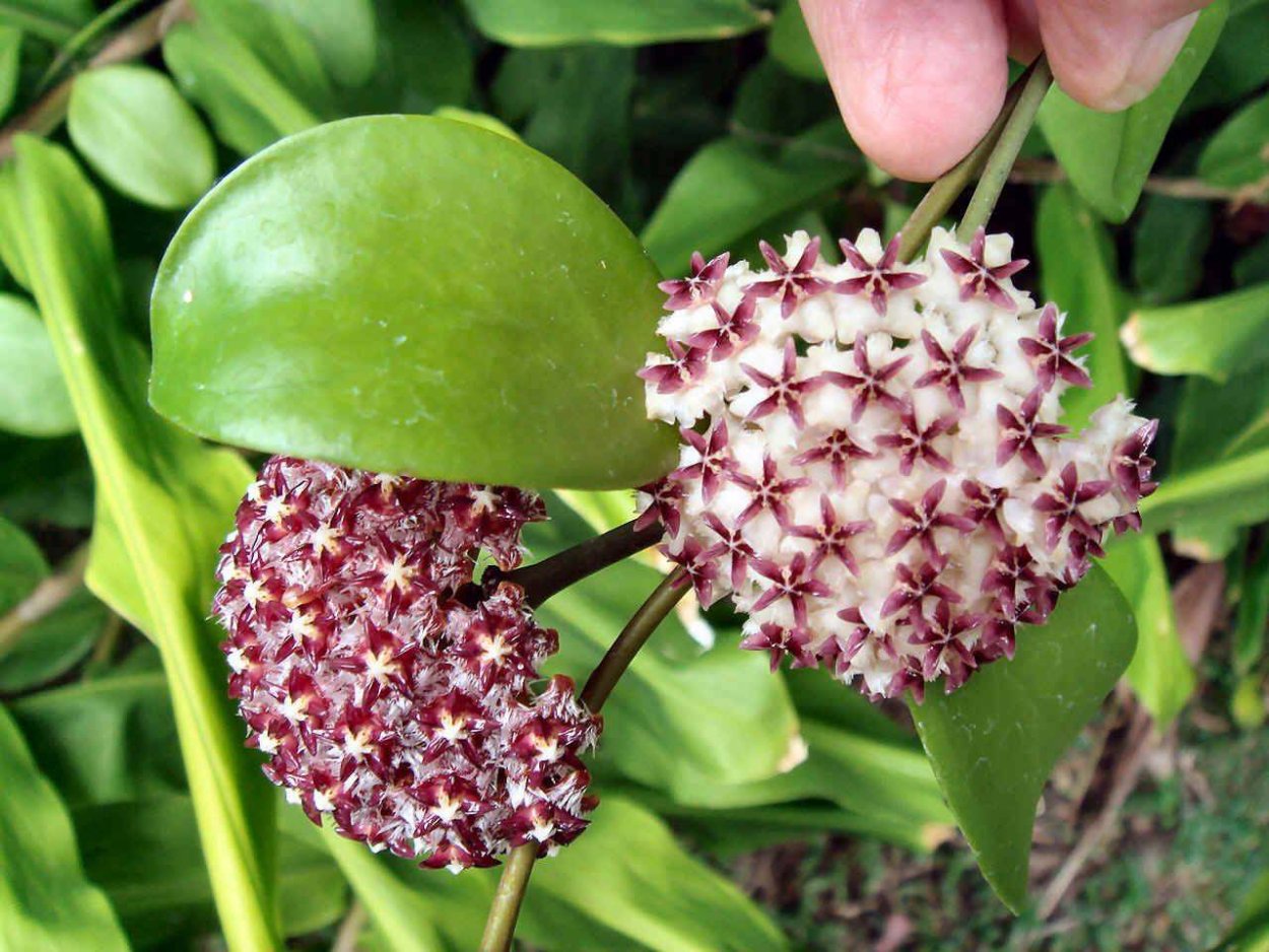 Хойя Эритростемма