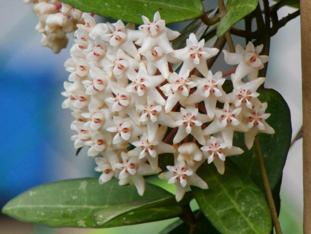 Хойя elliptica Splash