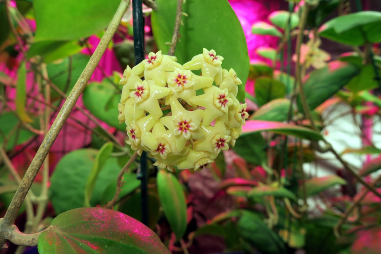 Хойя восковой плющ