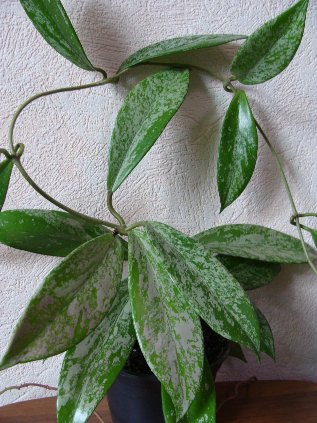 Хойя pubicalyx Splash