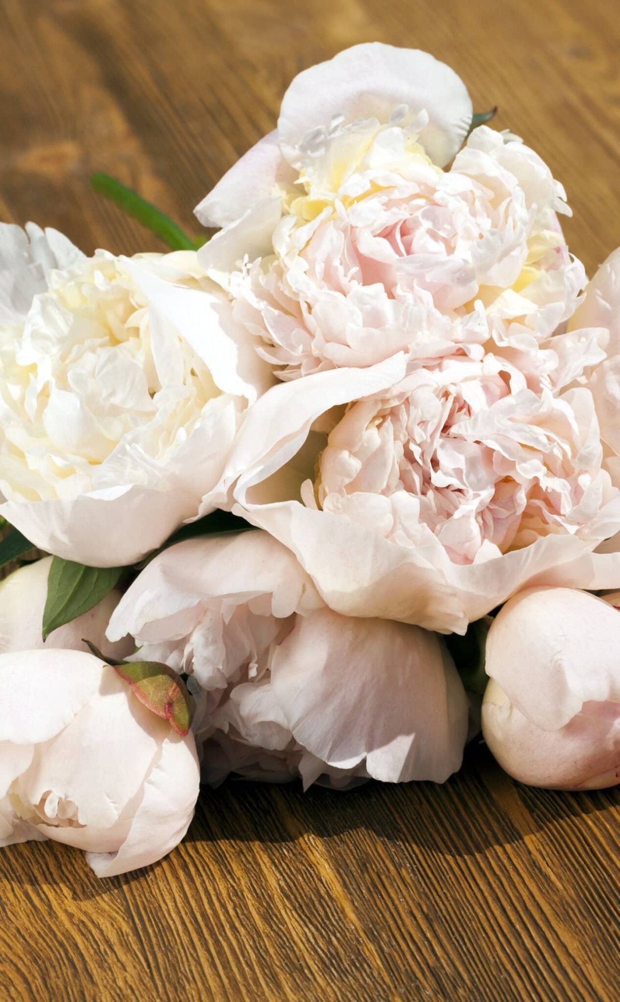 Пионы на весь экран