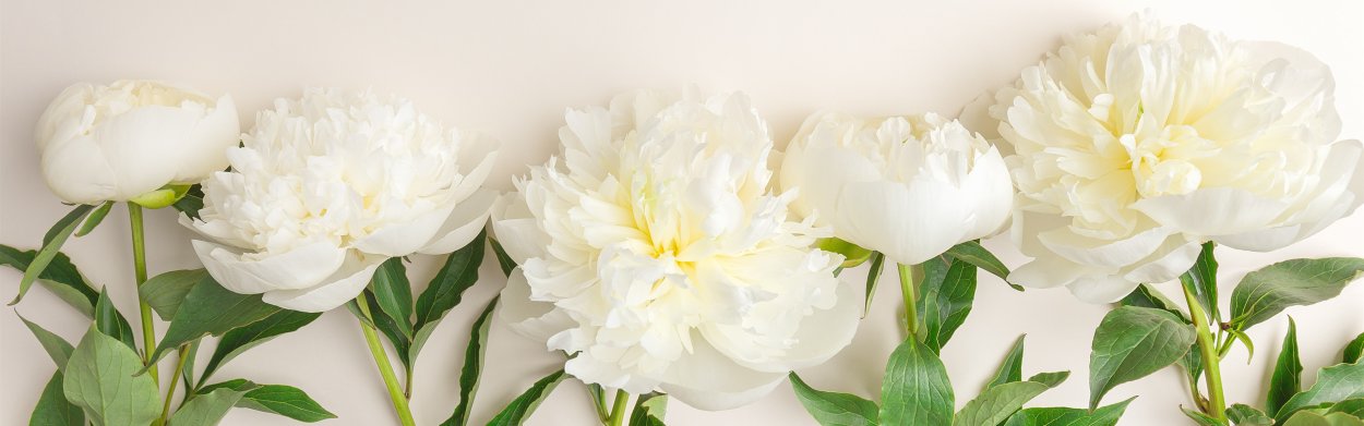 Пионы светлые